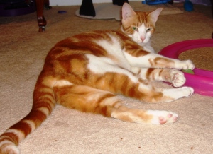 Bailey is a Big Beautiful Boy Bailey is a Big Beautiful Boy